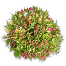 Bouquet 51 Alstroemeria Mix