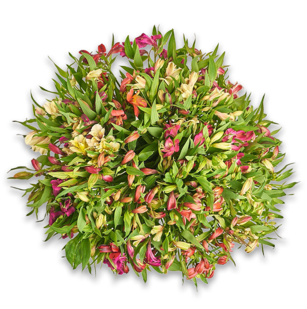 Букет 51 Альстромерія Мікс