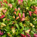 Bouquet 51 Alstroemeria Mix