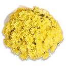 Bouquet of 25 Yellow Chrysanthemums