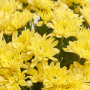 Bouquet of 25 Yellow Chrysanthemums