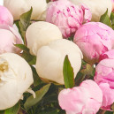 Букет 15 Ніжних Півоній Мікс