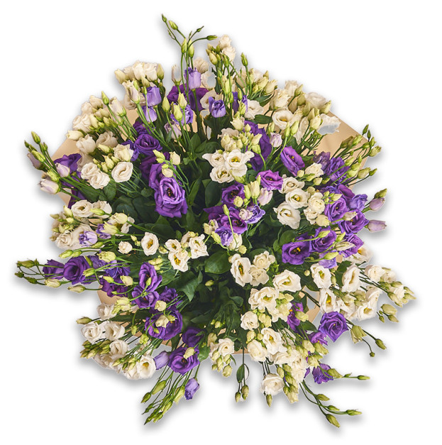 Bouquet 31 White and Purple Eustoma Mix