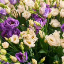 Букет 31 Белая и Фиолетовая Эустома Микс