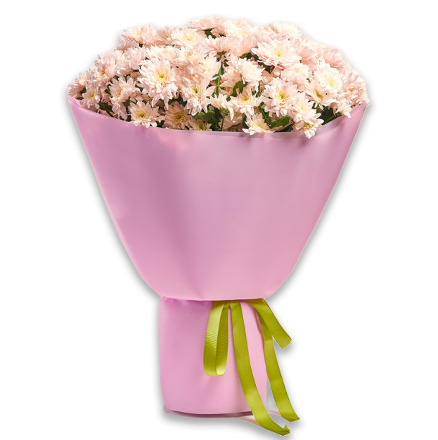 Букет 25 Світло-рожевих Хризантем