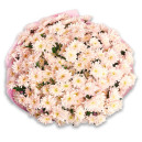 Bouquet of 25 Light Pink Chrysanthemums