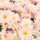Bouquet of 25 Light Pink Chrysanthemums