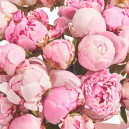 Букет 25 Розовых Пионов Микс