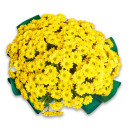 Букет 25 Желтых хризантем Ромашек