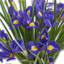 Bouquet 51 Iris
