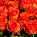 Bouquet of 25 orange roses Meteor