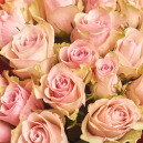 Bouquet of 25 Roses Pink Athena