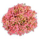 Bouquet of 25 Pink Spray Roses