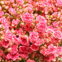 Bouquet of 25 Pink Spray Roses