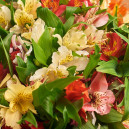 Букет 25 Альстромерій Мікс