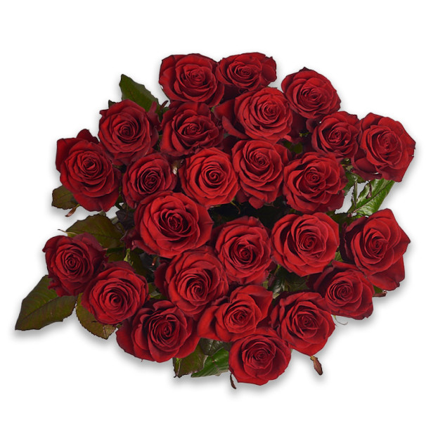 Bouquet of 25 Red Roses