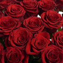 Bouquet of 25 Red Roses