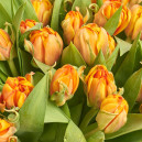 Букет 51 Оранжевый пионовидный тюльпан