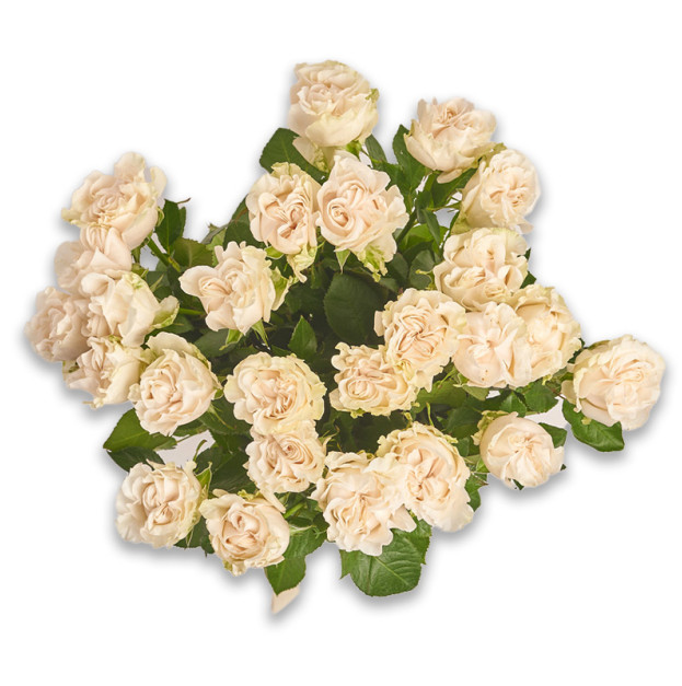 Букет 25 Білих піоновидних Троянд