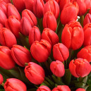Букет 35 Червоних тюльпанів