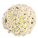 Bouquet 51 White Chrysanthemum Joy
