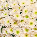 Bouquet 51 White Chrysanthemum Joy