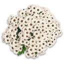 Букет 25 Белых Хризантем Сантини