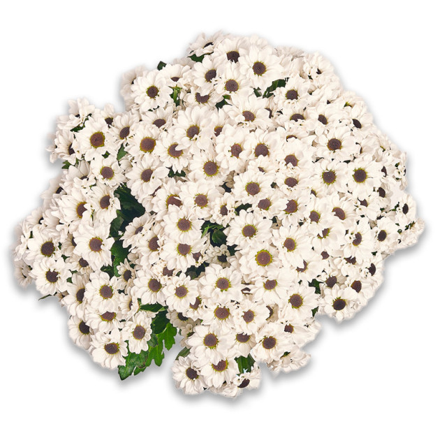 Букет 25 Білих Хризантем Сантіні