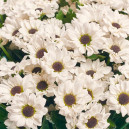 Букет 25 Белых Хризантем Сантини