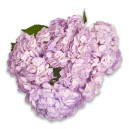 Bouquet of 5 Lavender Hydrangeas