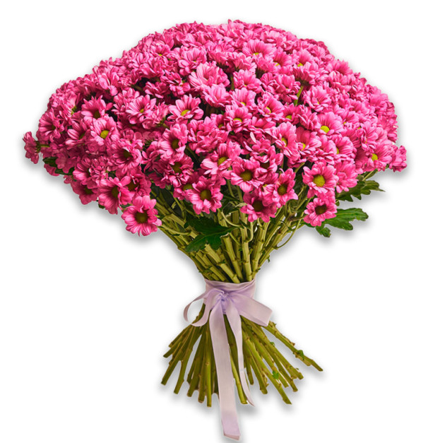 Букет 51 Темно-рожева Хризантема Ромашка