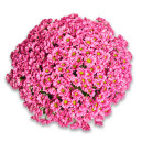 Bouquet 51 Dark Pink Chrysanthemum Chamomile