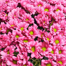 Bouquet 51 Dark Pink Chrysanthemum Chamomile