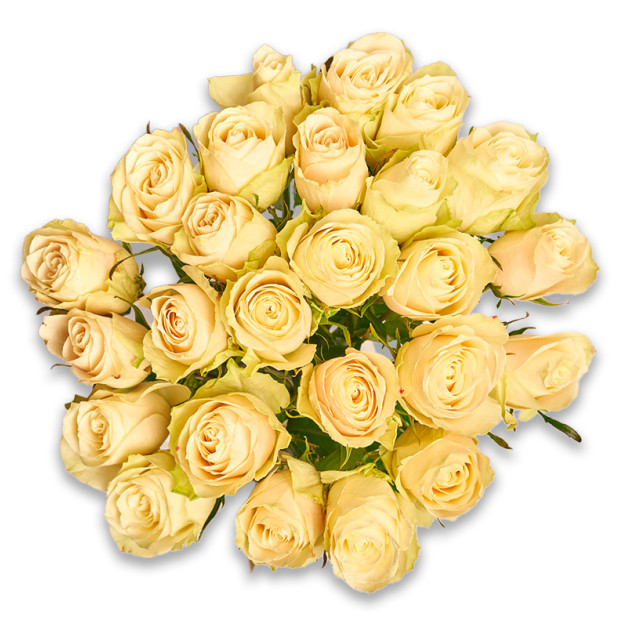 Букет 25 Троянд Альбатрос