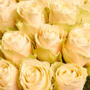 Букет 25 Троянд Альбатрос