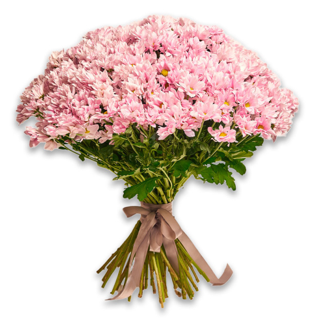 Букет 51 Світло-рожева Хризантема Ромашка