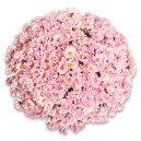 Bouquet 51 Light Pink Chrysanthemum Chamomile