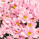 Bouquet 51 Light Pink Chrysanthemum Chamomile