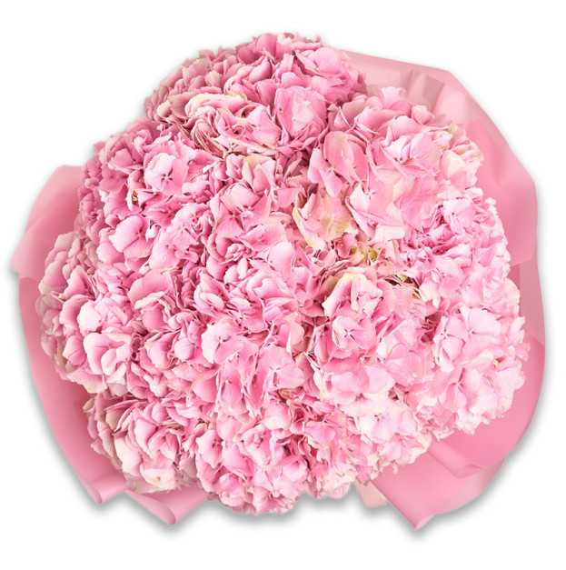 Букет 15 Рожевих Гортензій
