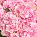 Букет 15 Рожевих Гортензій
