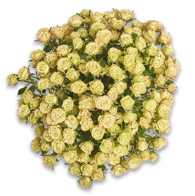 Букет 25 Троянд Спрей