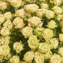 Букет 25 Троянд Спрей