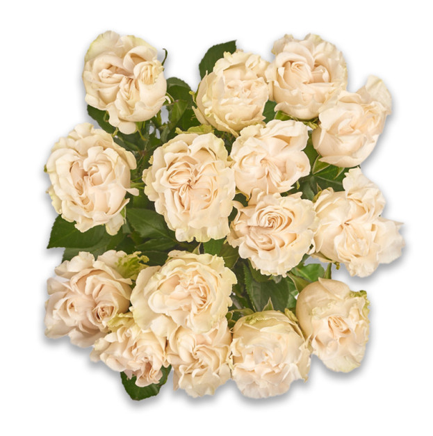 Букет 15 Білих піоновидних Троянд