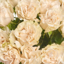 Букет 15 Белых пионовидных Роз