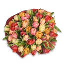 Букет 45 Піоновидних тюльпанів мікс