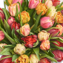 Букет 45 Піоновидних тюльпанів мікс