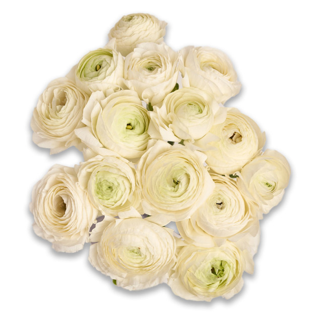 Букет 15 Білих Ранункулюсів