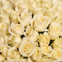 Bouquet of 75 White Roses
