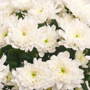 Букет 11 Білих Хризантем