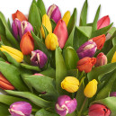 Букет 35 Тюльпанов микс
